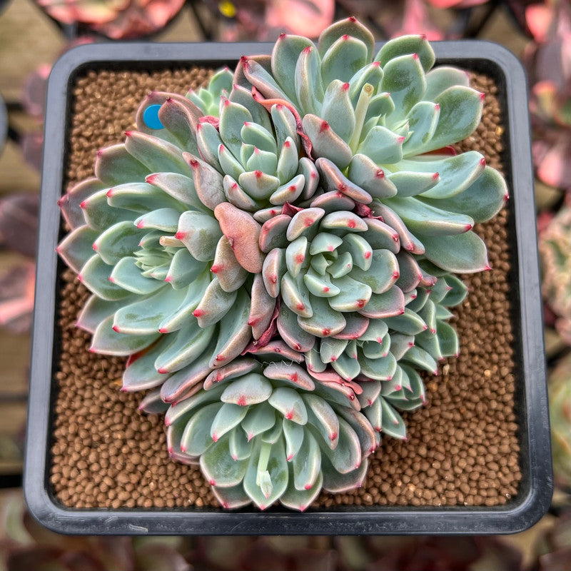 Echeveria 'Nanahukumini' 4"-5" Succulent Plant Cutting