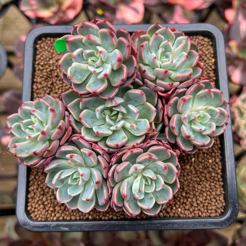 Echeveria 'Nanahukumini' 4"-5" Succulent Plant Cutting