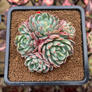 Echeveria 'Nanahukumini' 3" Succulent Plant Cutting