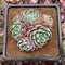 Echeveria 'Nanahukumini' 3" Succulent Plant Cutting