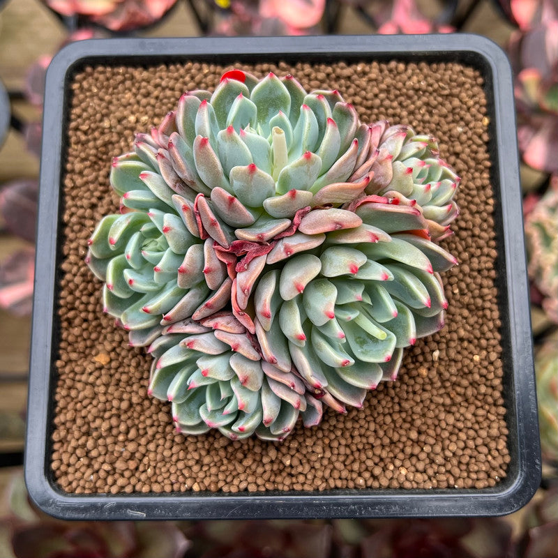 Echeveria 'Nanahukumini' 3" Succulent Plant Cutting