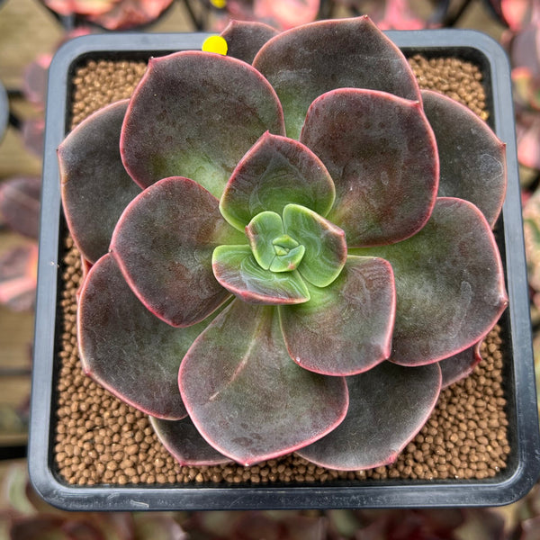 Echeveria 'Blue Metal' 2"-3" Succulent Plant Cutting