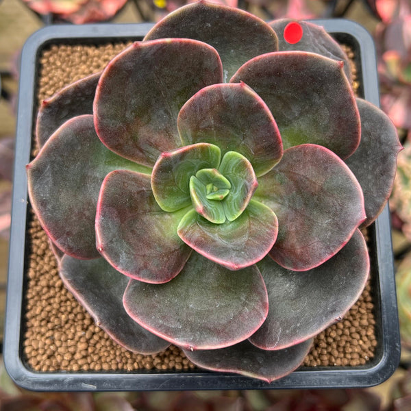 Echeveria 'Blue Metal' 2"-3" Succulent Plant Cutting