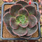 Echeveria 'Blue Metal' 2"-3" Succulent Plant Cutting