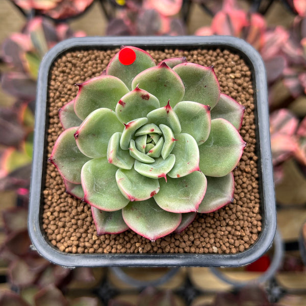 Echeveria 'Starboss' Lightly Variegated 2" Succulent Plant Cutting