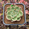 Echeveria 'Starboss' Lightly Variegated 2" Succulent Plant Cutting