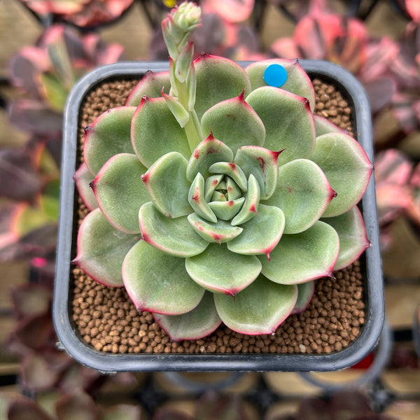 Echeveria 'Starboss' Lightly Variegated 2" Succulent Plant Cutting