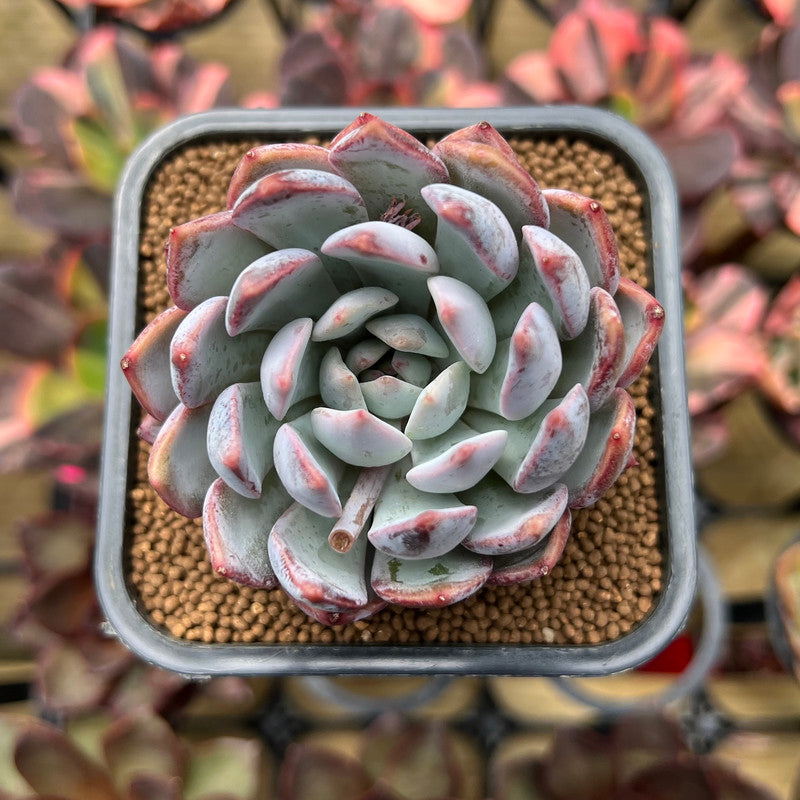 Echeveria 'Purple Light' 2"-3" Succulent Plant Cutting