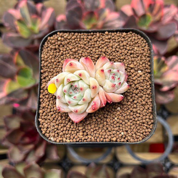 Echeveria sp. 1" Succulent Plant Cutting