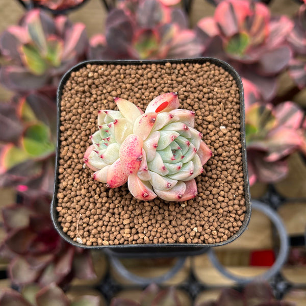 Echeveria sp. 1" Succulent Plant Cutting