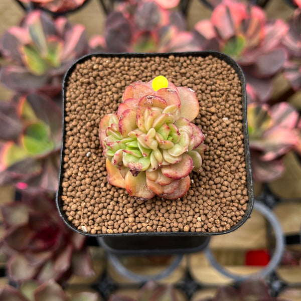 Sedeveria 'Rolly' 1" Succulent Plant Cutting