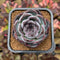 Echeveria 'Dark Opal' 2" Succulent Plant Cutting