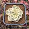 Pachyveria 'Worthy One' Variegated 2" Succulent Plant Cutting