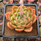 Echeveria 'Orange Champaign' 3" Succulent Plant Cutting