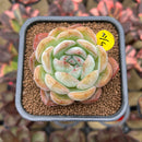 Echeveria 'Starmark' 2"-3" Succulent Plant Cutting