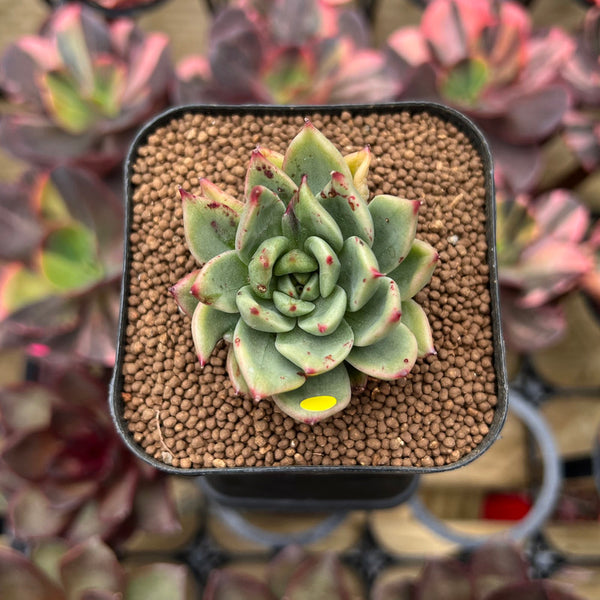 Echeveria Agavoides 'Blanco Maria' Variegated 1" Succulent Plant Cutting