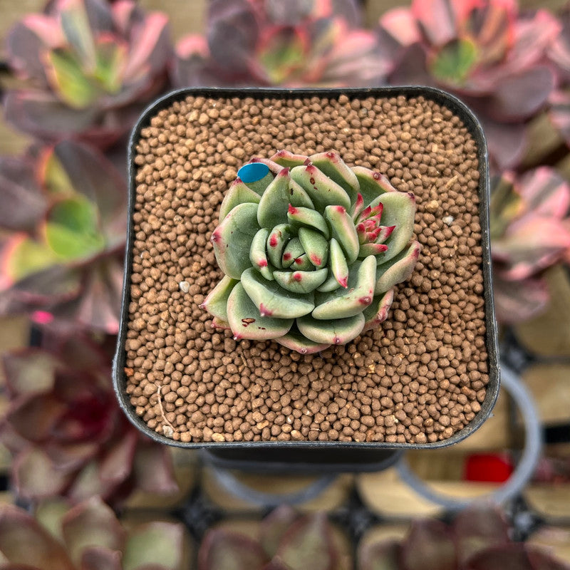 Echeveria Agavoides 'Blanco Maria' Variegated 1" Succulent Plant Cutting