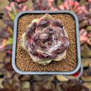 Echeveria sp. 2" Succulent Plant Cutting