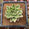 Echeveria Agavoides 'Elkhorn' Variegated 3" Succulent Plant Cutting