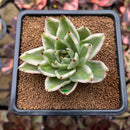 Echeveria Agavoides 'Elkhorn' Variegated 3" Succulent Plant Cutting