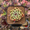 Echeveria 'Blue Dragon' 1"-2" Succulent Plant Cutting