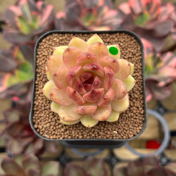 Echeveria 'Elly' ('Blood Queen' x 'Elegans') 2" Flower Village Original Hybrid Succulent Plant Cutting