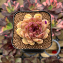 Echeveria 'Elly' ('Blood Queen' x 'Elegans') 2" Flower Village Original Hybrid Succulent Plant Cutting