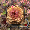 Echeveria 'Elly' ('Blood Queen' x 'Elegans') 2" Flower Village Original Hybrid Succulent Plant Cutting