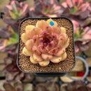 Echeveria 'Elly' ('Blood Queen' x 'Elegans') 2" Flower Village Original Hybrid Succulent Plant Cutting