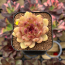 Echeveria 'Elly' ('Blood Queen' x 'Elegans') 2" Flower Village Original Hybrid Succulent Plant Cutting