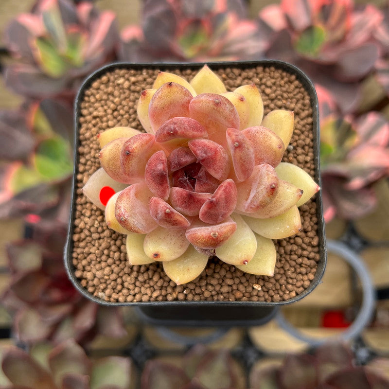 Echeveria 'Elly' ('Blood Queen' x 'Elegans') 2" Flower Village Original Hybrid Succulent Plant Cutting