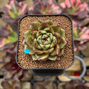 Echeveria 'Magic Coco' 2" Succulent Plant Cutting