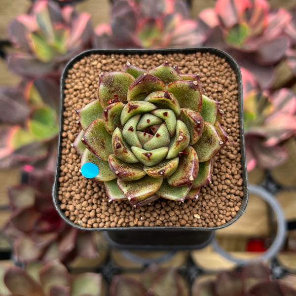 Echeveria 'Magic Coco' 2" Succulent Plant Cutting