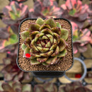 Echeveria 'Magic Coco' 2" Succulent Plant Cutting