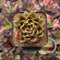 Echeveria 'Magic Coco' 2" Succulent Plant Cutting