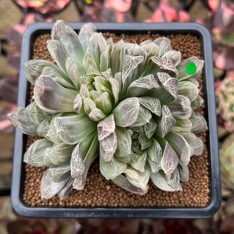 Haworthia 'Cooperi' Variegated 4" Succulent Plant Cutting