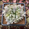 Haworthia 'Cooperi' Variegated 4" Succulent Plant Cutting