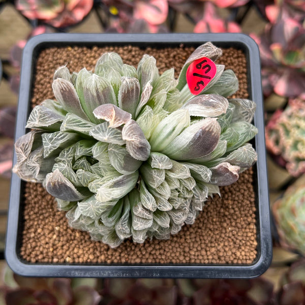 Haworthia 'Cooperi' Variegated 4" Succulent Plant Cutting