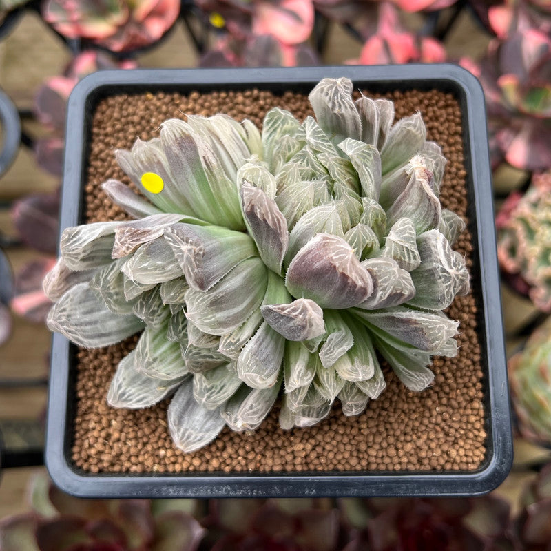 Haworthia 'Cooperi' Variegated 4" Succulent Plant Cutting