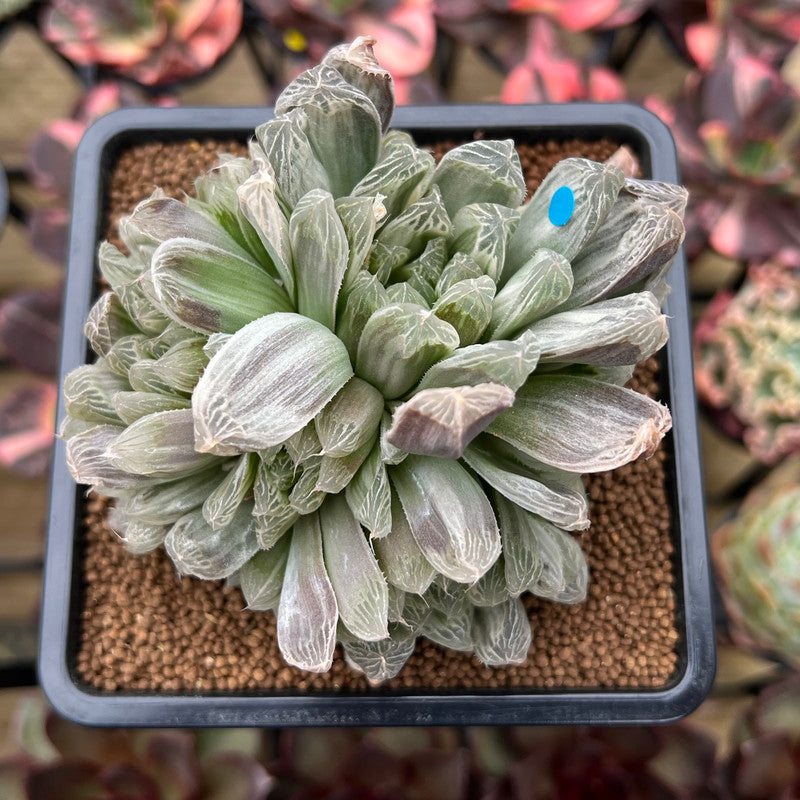 Haworthia 'Cooperi' Variegated 4" Succulent Plant Cutting