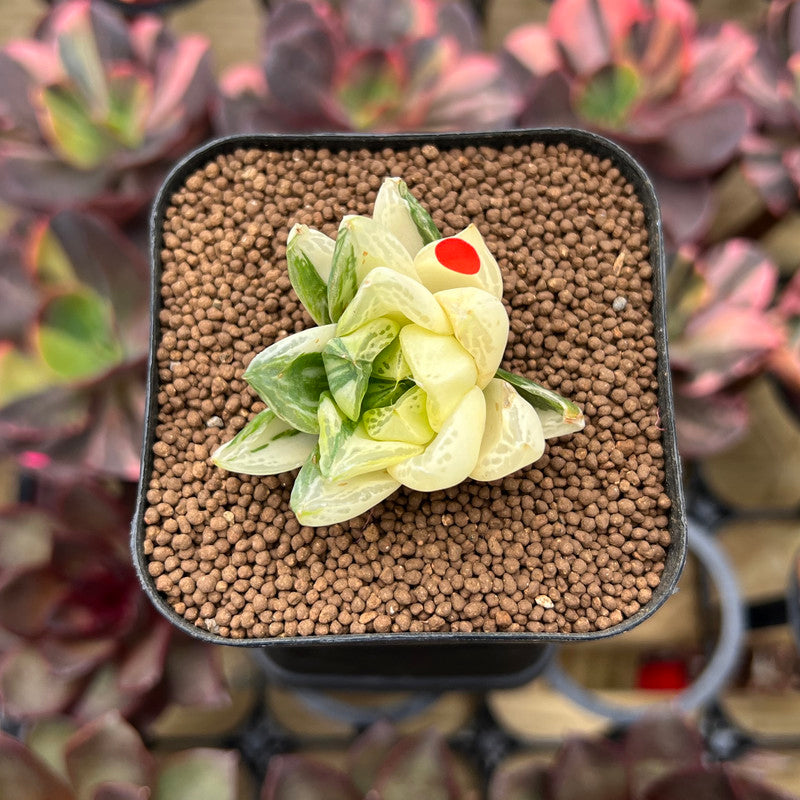 Haworthia Cymbiformis Variegated 1"-2" Succulent Plant Cutting