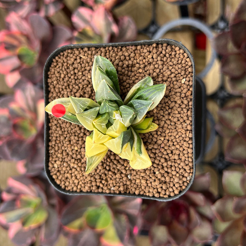 Haworthia Heidelbergensis Variegated 1"-2" Succulent Plant Cutting