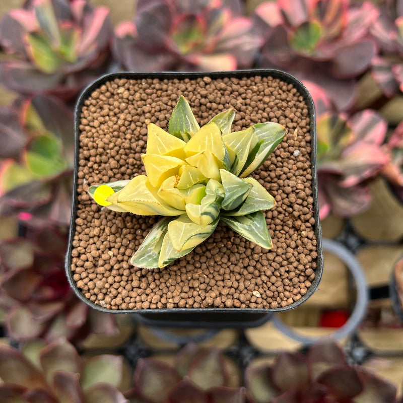 Haworthia Heidelbergensis Variegated 1"-2" Succulent Plant Cutting