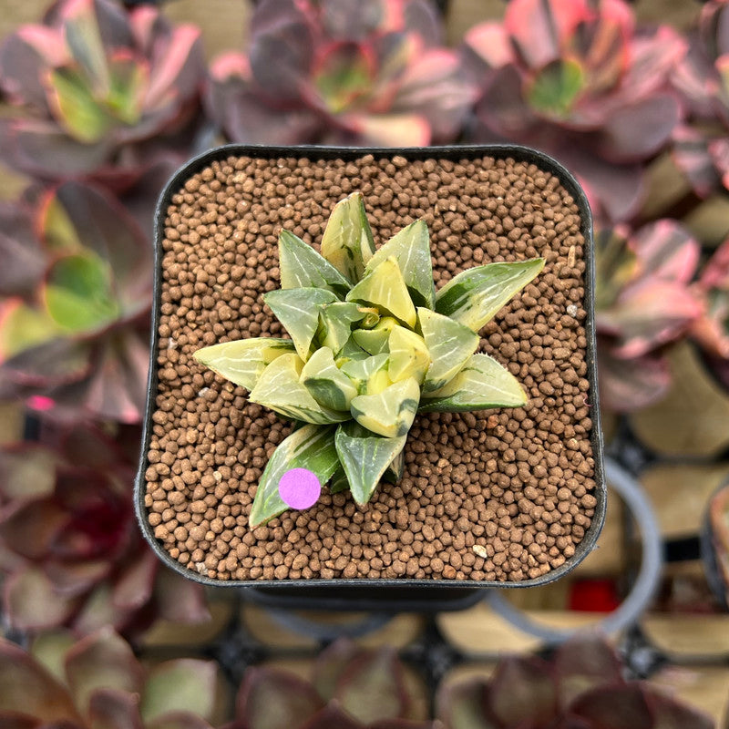 Haworthia Heidelbergensis Variegated 1"-2" Succulent Plant Cutting