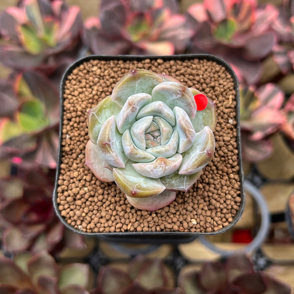 Echeveria 'Strawberry Boba' 2" Succulent Plant Cutting