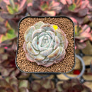 Echeveria 'Strawberry Boba' 2" Succulent Plant Cutting