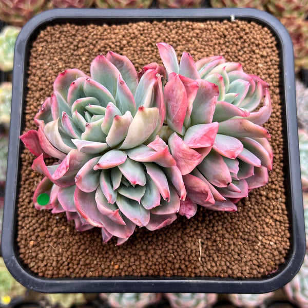 Echeveria 'Luella' Variegated Crested 3" Succulent Plant Cutting