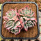 Echeveria 'Luella' Variegated Crested 3" Succulent Plant Cutting