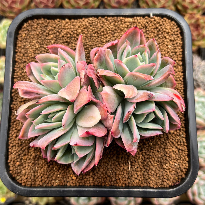 Echeveria 'Luella' Variegated Crested 3" Succulent Plant Cutting