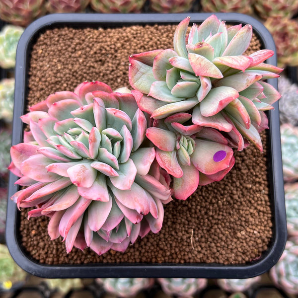 Echeveria 'Luella' Variegated Crested 3" Succulent Plant Cutting